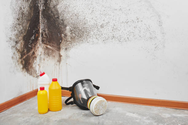 Attic Mold Removal in Hurstbourne Acres, KY