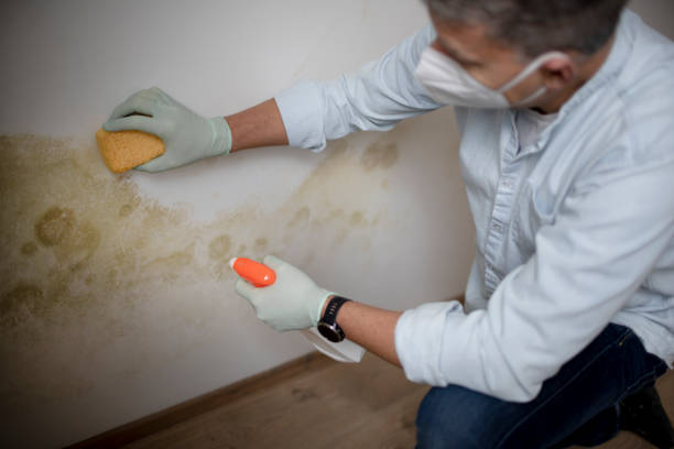 Best Residential Mold Removal  in Hurstbourne Acres, KY