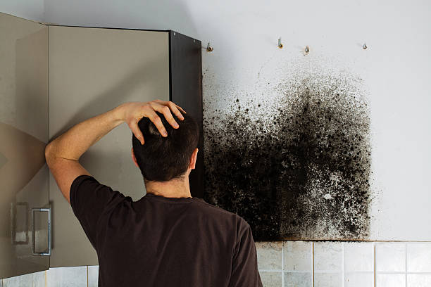Best Toxic Mold Removal  in Hurstbourne Acres, KY